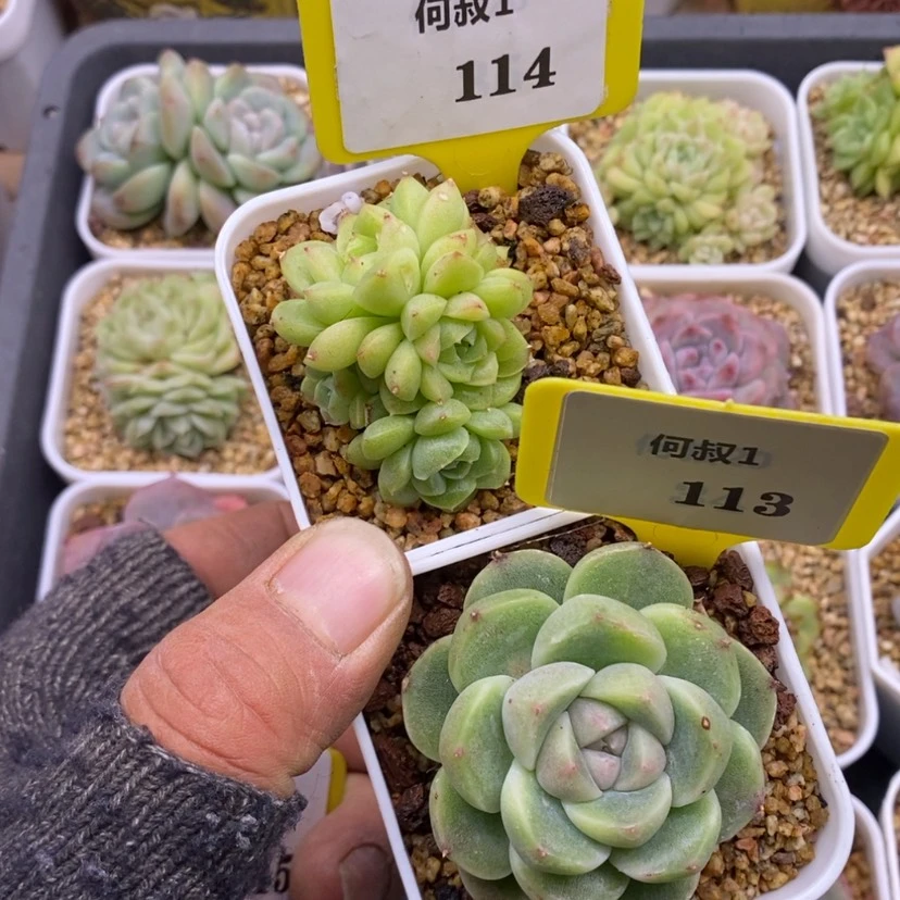 【闪购商品】狗****.1114.1113，白泽，麦秆群，多肉