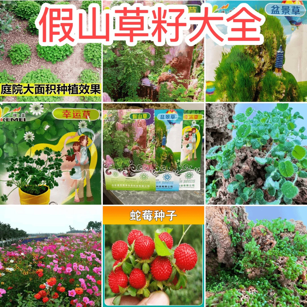 假山用漂亮草籽大全盆栽假山四季庭院种植