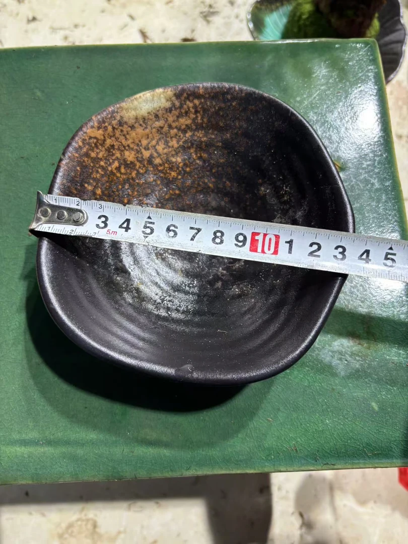 水培三足盆红磷蕨13直径