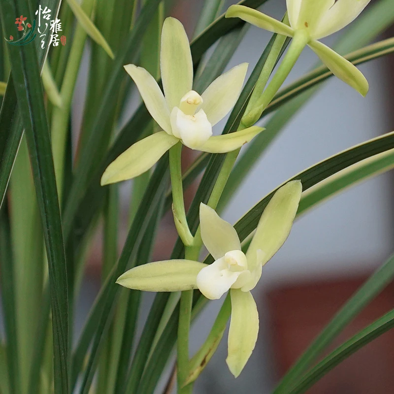 怡兰雅居【铁骨锦旗】建兰幽香型素心花室内阳台绿植花卉