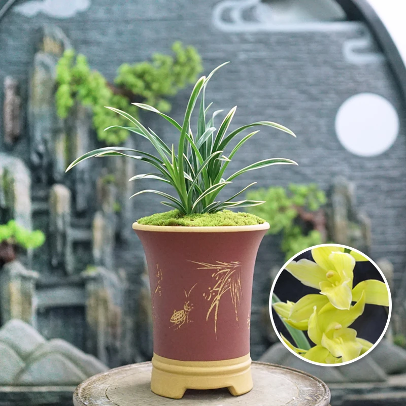 怡兰雅居【神童冠】建兰精致矮种桌面兰花小巧玲珑带金爪艺室内外