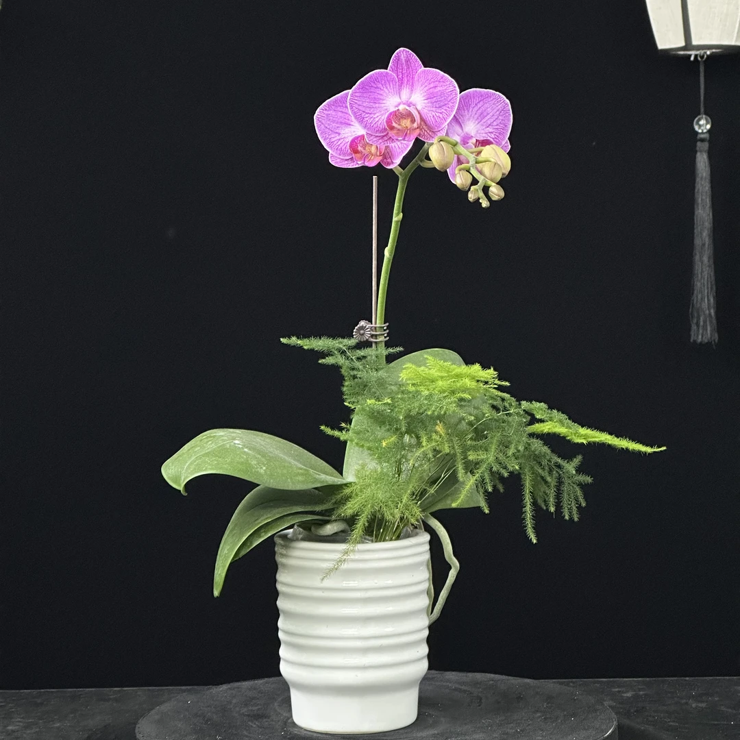 蝶纷飞【粉阿嫲】蝴蝶兰高档室内鲜花盆栽阳台桌面摆件花卉带花苞