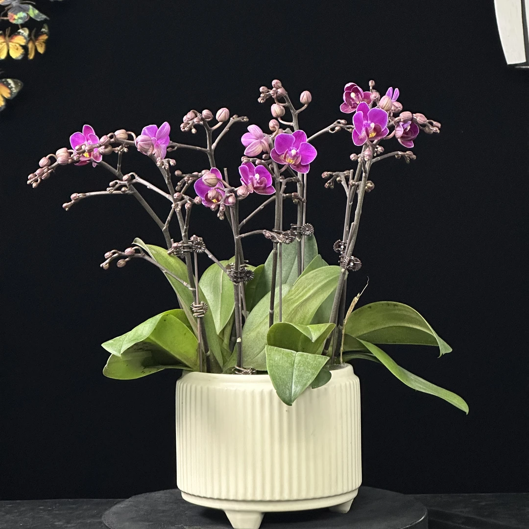 蝶纷飞【甜草莓】蝴蝶兰高档室内鲜花盆栽阳台桌面摆件花卉带花苞