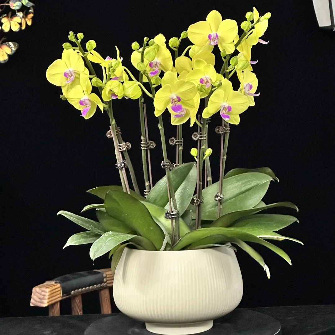 蝶纷飞【甜格格】带花苞兰花阳台开花发货种植生长基地植株