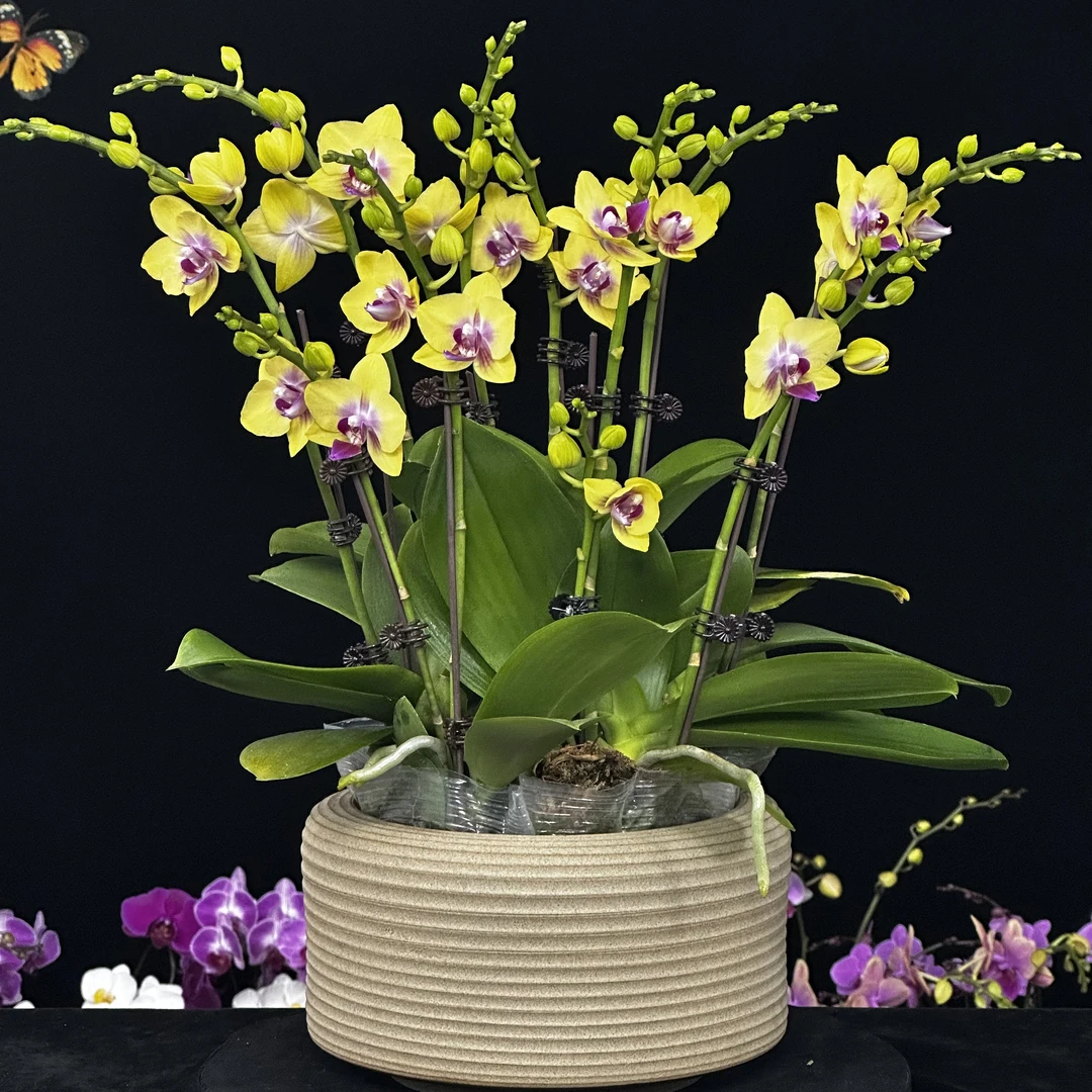 蝶纷飞【闪耀之星】带花苞兰花阳台开花发货种植生长植株