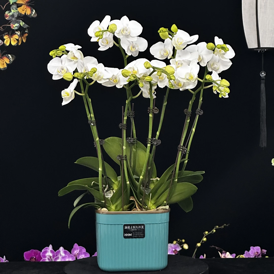 蝶纷飞【阿嫲】带花苞兰花阳台开花发货种植生长植株