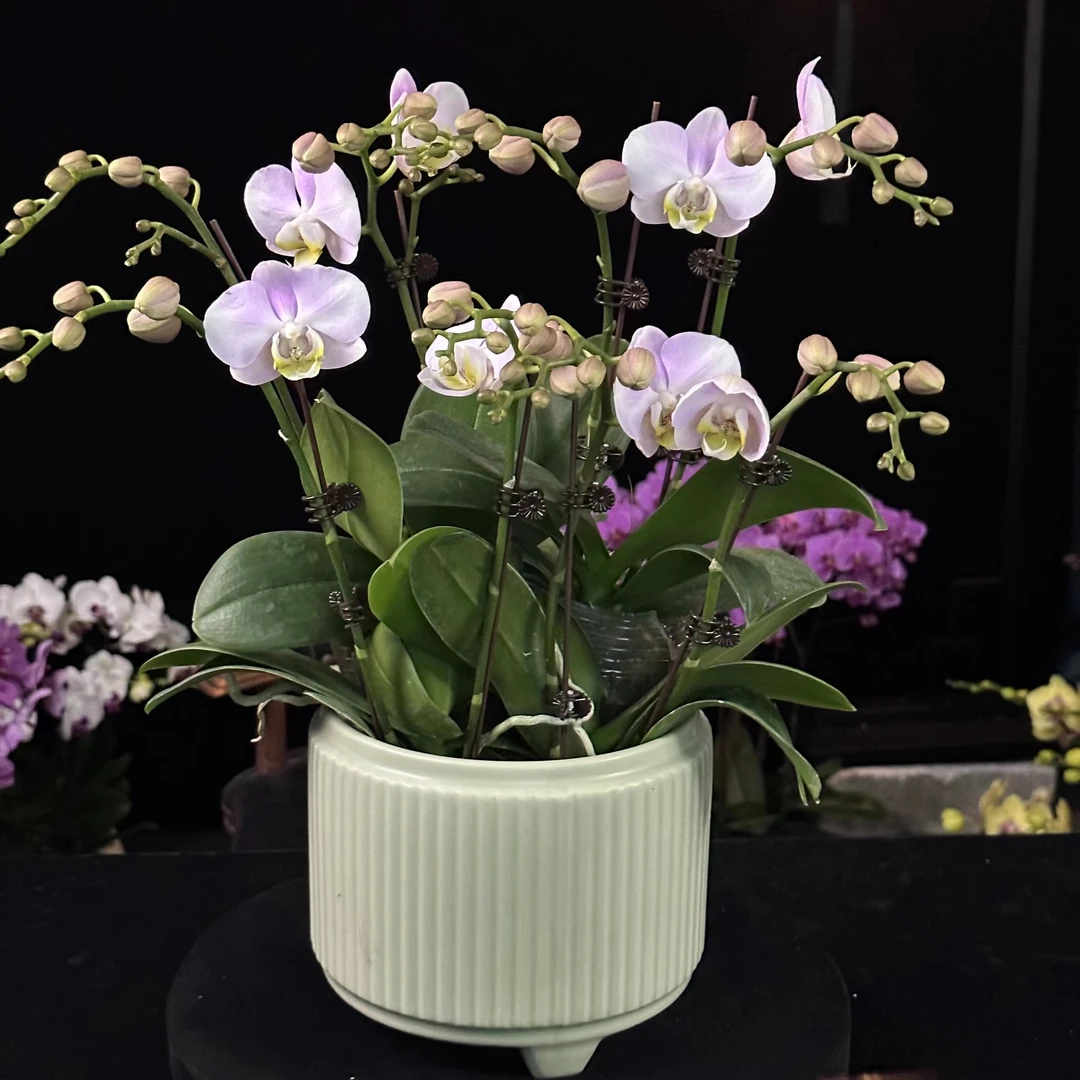 蝶纷飞【天使】带花苞兰花阳台开花发货种植生长植株