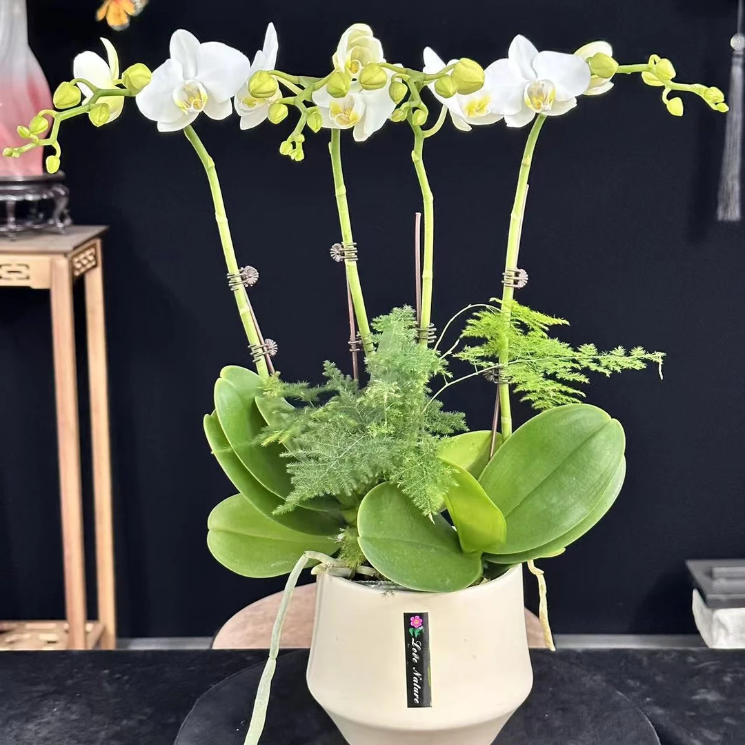蝶纷飞【阿嫲】带花苞兰花阳台开花发货种植生长植株