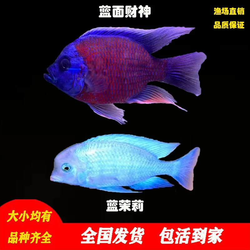 蓝面财神鱼大型观赏鱼淡水热带鱼好养耐活