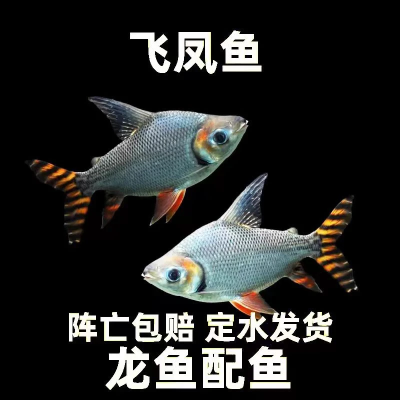 全直纹飞凤鱼热带观赏鱼苗适合龙缸搭配好养耐活