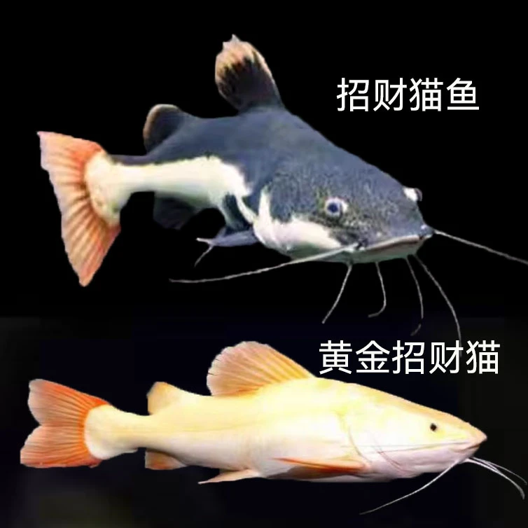 黄金招财猫鱼苗狗仔鲸红尾鲶鱼大型底层鱼猛鱼招财猫观赏鱼淡水鱼