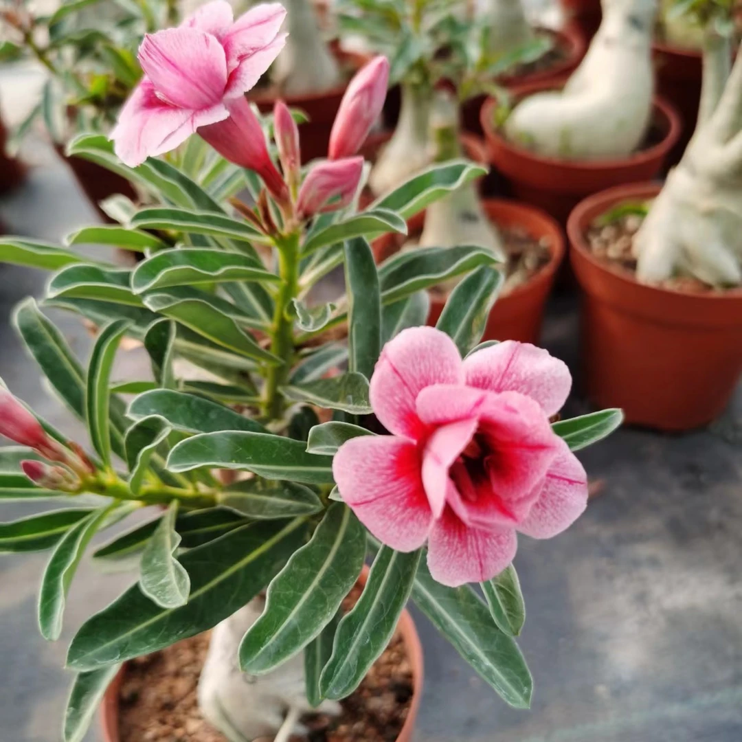 沙漠玫瑰老桩阳台庭院好养花卉四季开花夏季栽培防辐射美观春夏