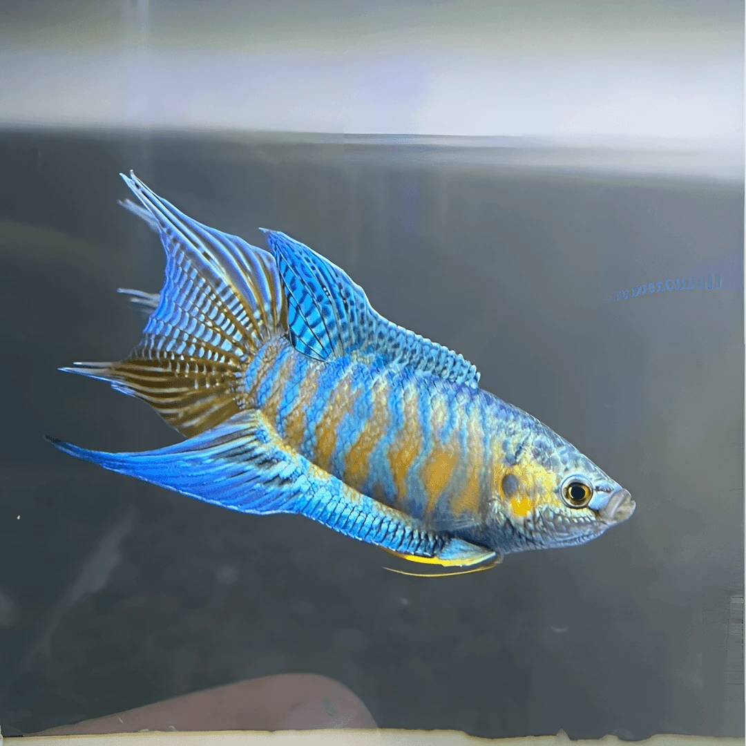 中国斗鱼普叉蓝叉冷水原生活体观赏鱼好养耐活无需打氧
