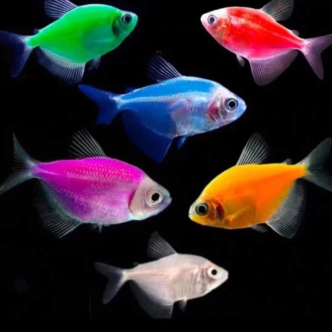 七彩天使观赏鱼热带淡水小型鱼群游好养适合新手色彩斑斓颜色漂亮