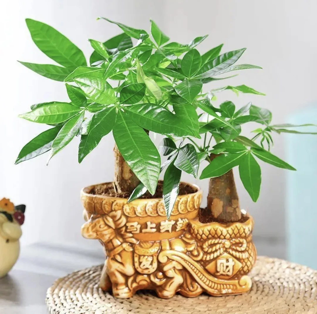 【直播专属】两杆正宗发财树盆栽花卉室内植物小盆景植物桌面绿植客