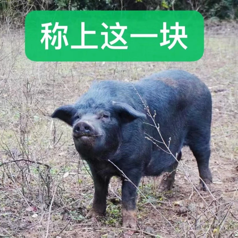 湘西高山放养1年农家生态黑土猪新鲜猪肉 4斤起顺丰快递运输