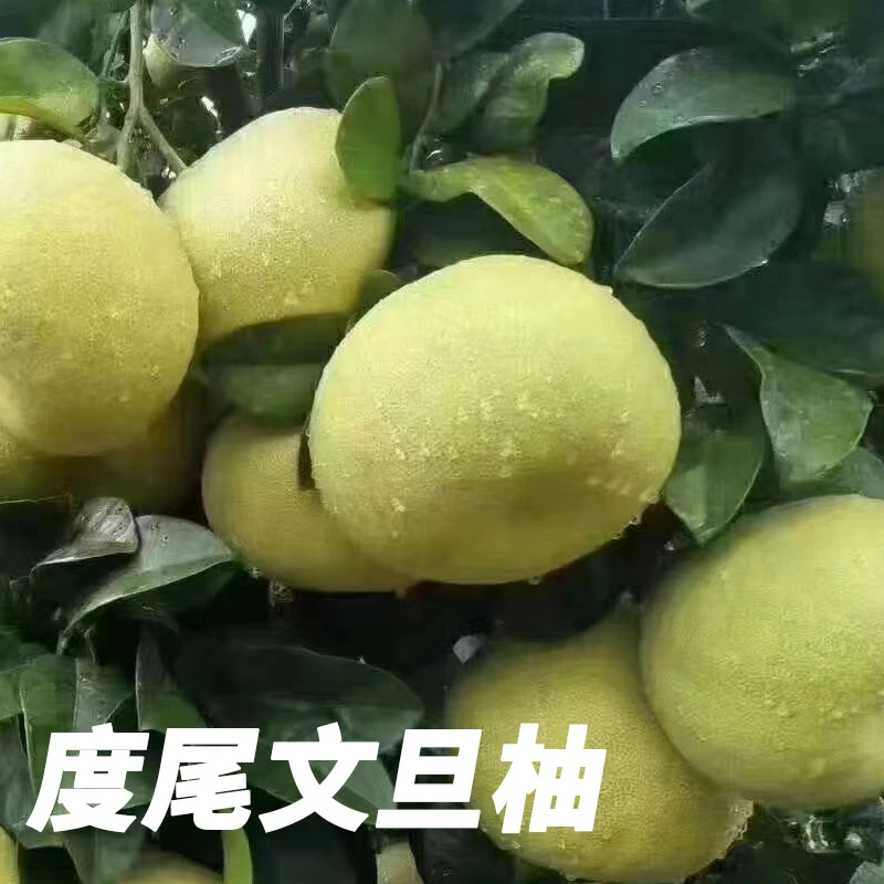 福建莆田度尾文旦柚新鲜水果时令柚子应季果子秋季采摘季