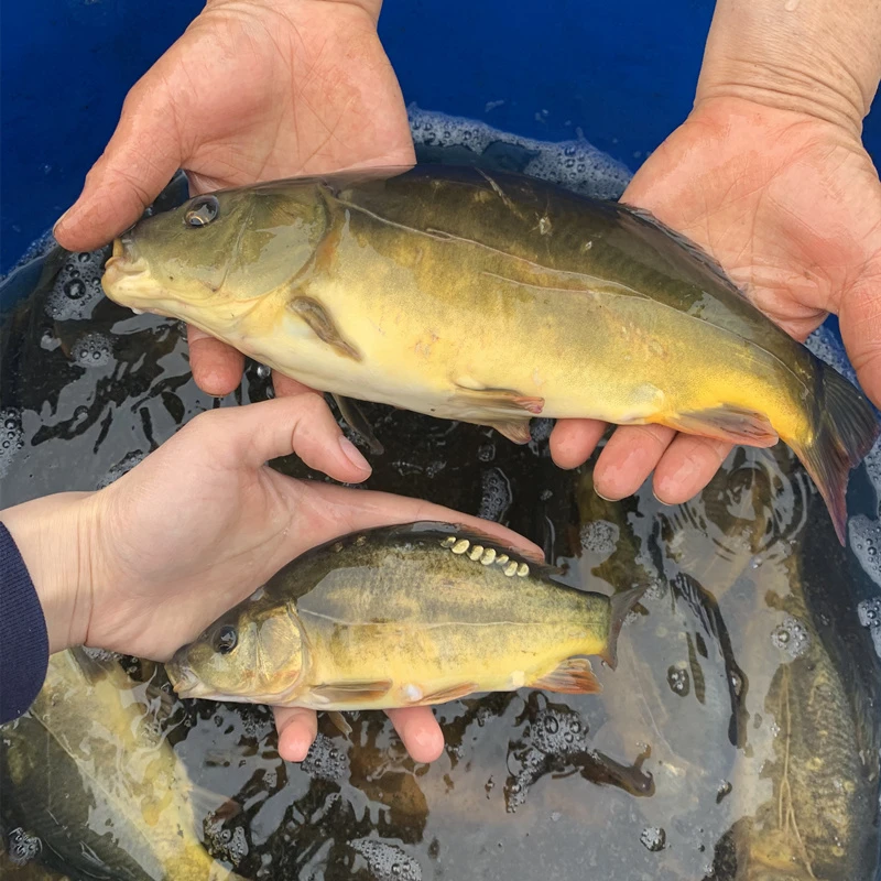 裸鲤 无甲鲤鱼 水族活体