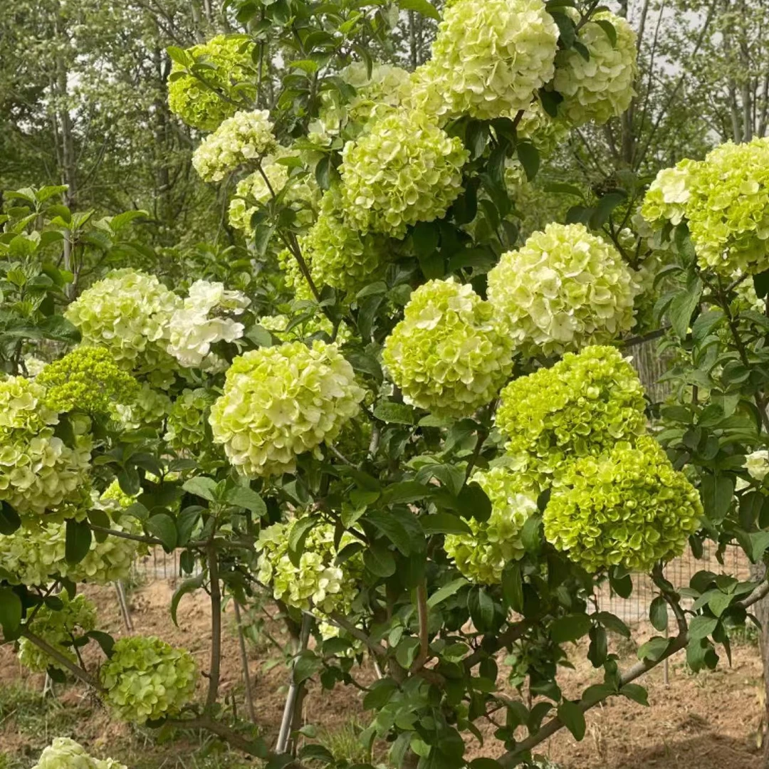推荐名贵品种中华木绣球斗球庭院花卉