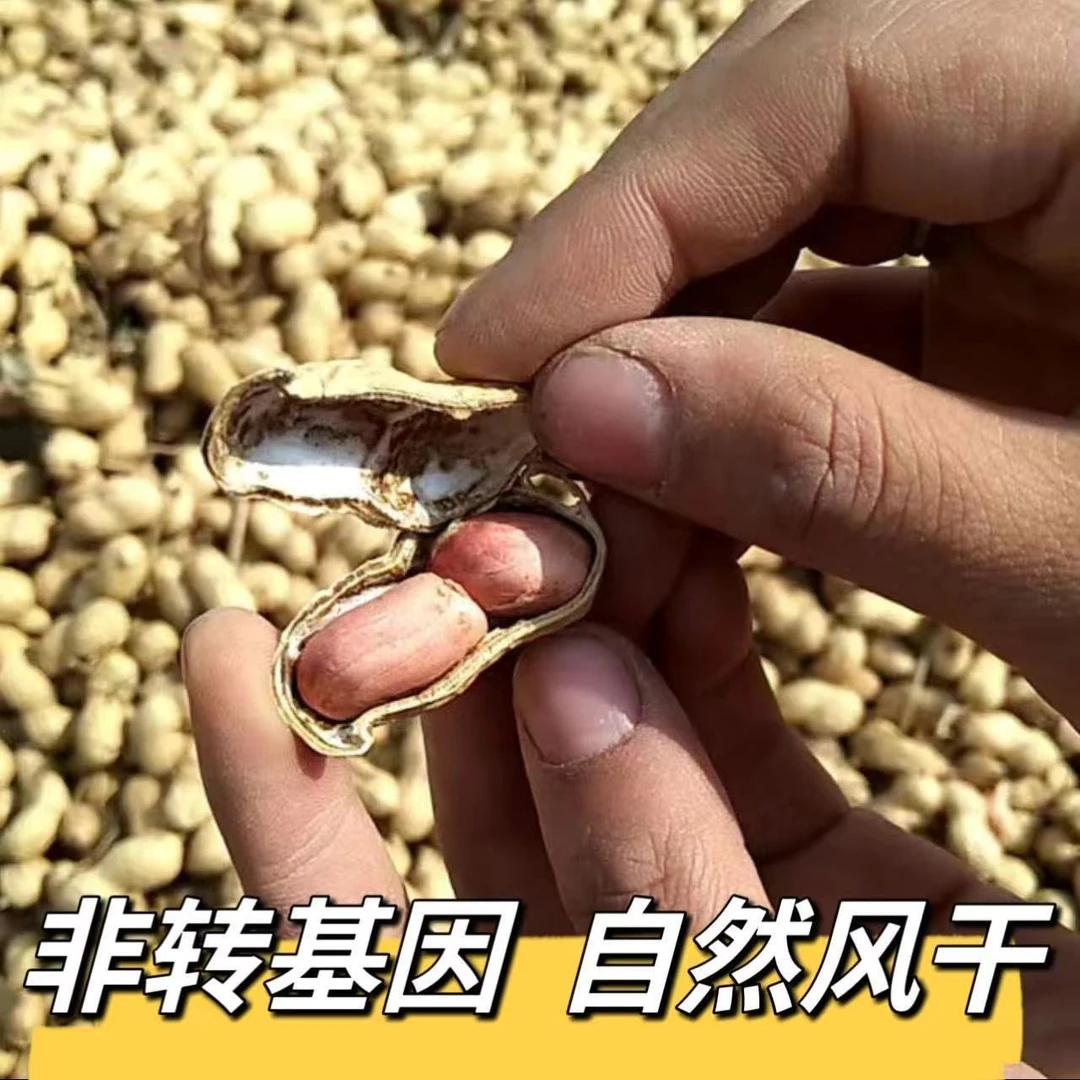 2024山东新晒干花生带壳人工精选沙地花生农家种植可食用可自种