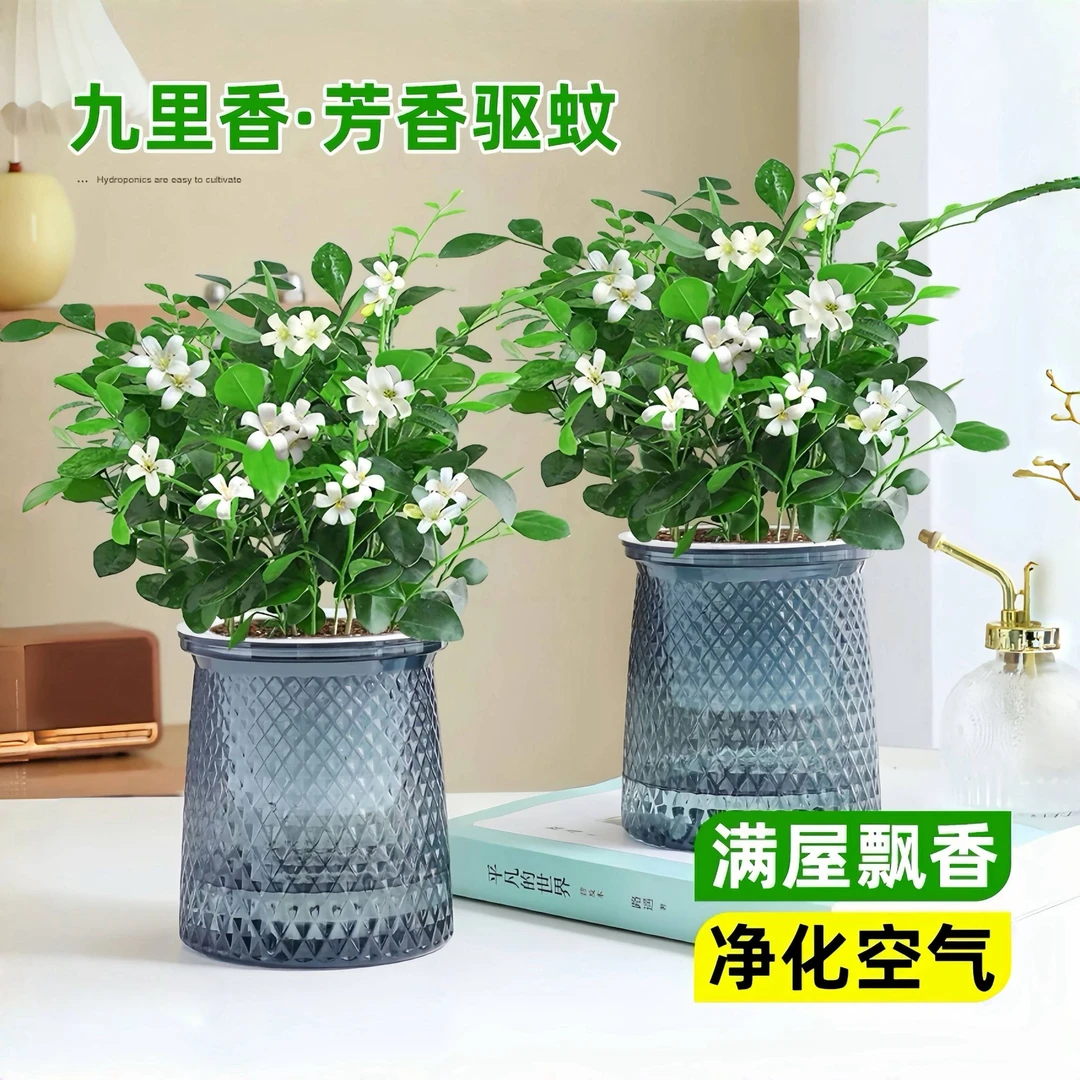 【买一送一】九里香花卉客厅室内绿植盆栽个性花盆阳台花草第一名