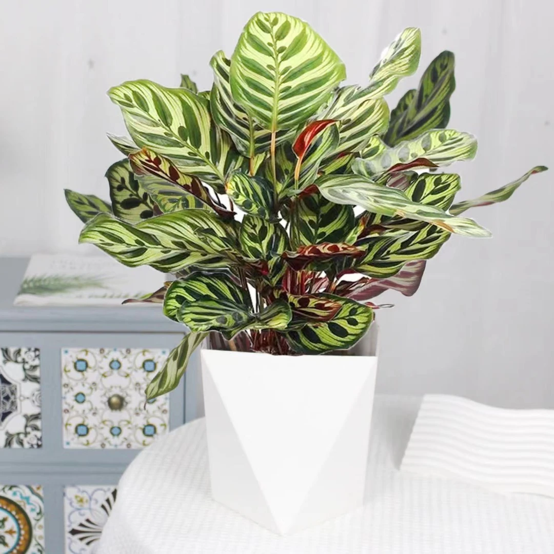 【孔雀竹芋】网红观叶植物室内客厅好养易活净化空气吸甲醛花卉