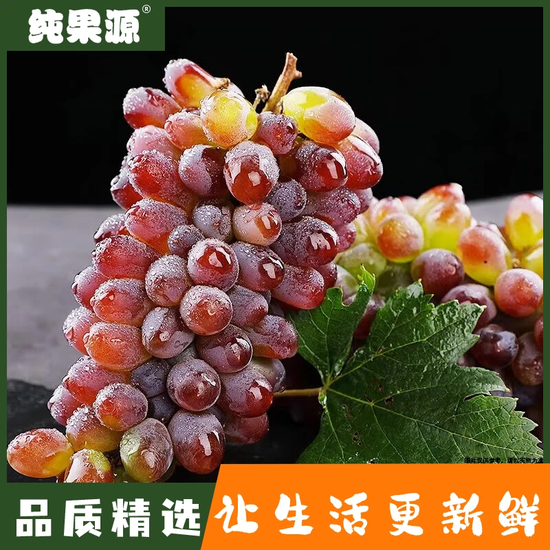【纯果源小时达】郁金香茉莉葡萄（约1.4-1.6斤）