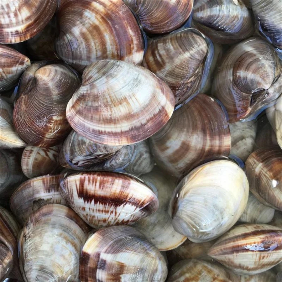 【鲜活到家】贝类美贝日照本地海鲜大号食用发货5斤装