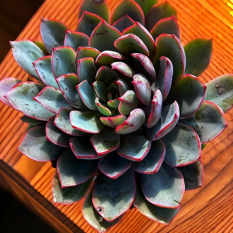 （满9.99包邮）老桩赫拉 单头起 脱土 以直播展示为准