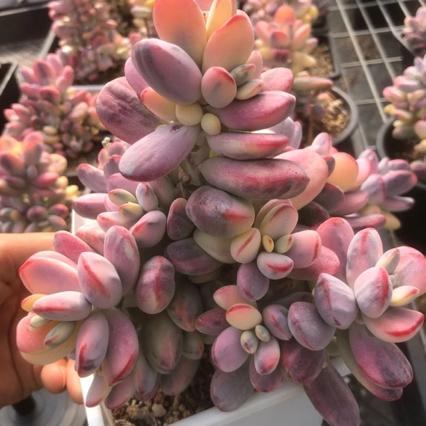 乒乓福娘锦梦露锦吉娃娃锦多肉植物景天锦盆栽阳台控养精品多肉