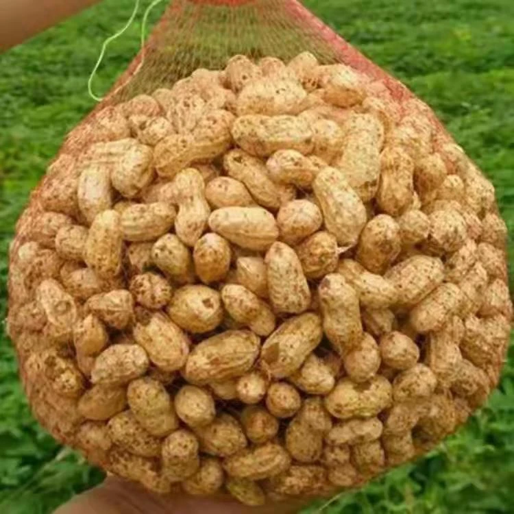 苏北新鲜粉皮花生颗粒饱满生花生新鲜花生湿颗粒带壳湿花生批发