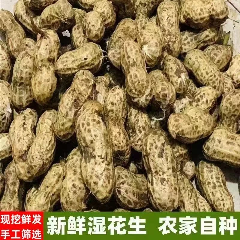 现挖现发生花生带壳湿花生带泥可水煮嫩花生粉白皮农家自种花生