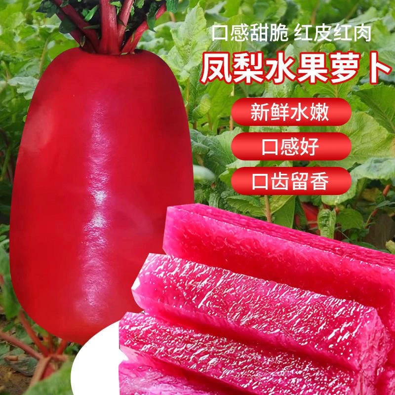 凤梨水果萝卜种子生吃紫美人萝卜胭脂萝卜籽夏季四季蔬菜种子大全