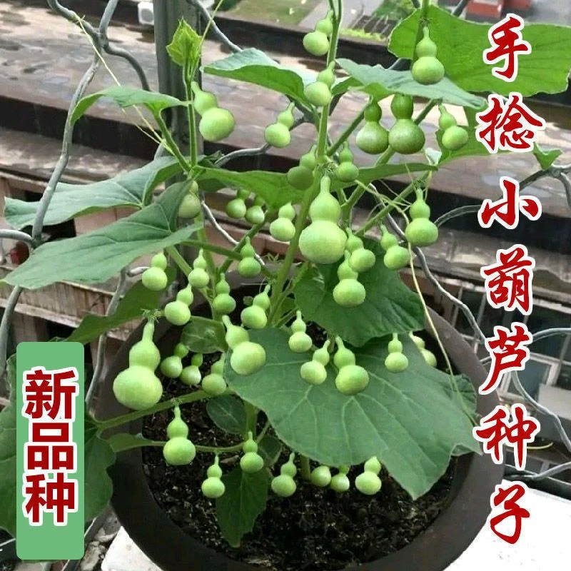 盆栽特小葫芦种子手捻葫芦种子阳台观赏文玩金色葫芦四季播小葫芦