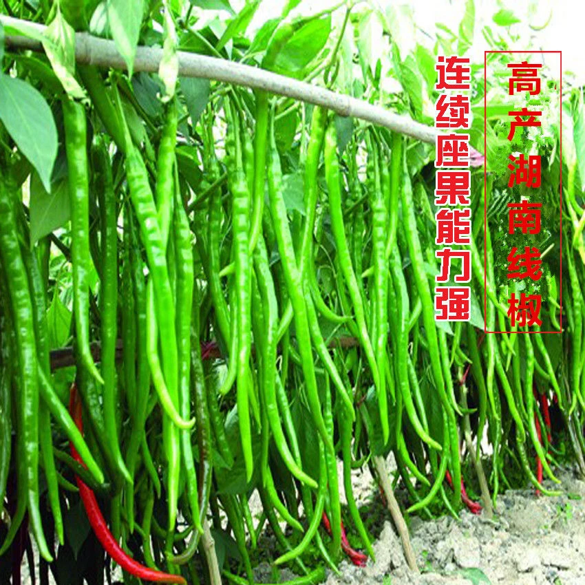 高产线椒种子超辣高产超长早熟春秋大田四季播室内盆栽蔬菜种子