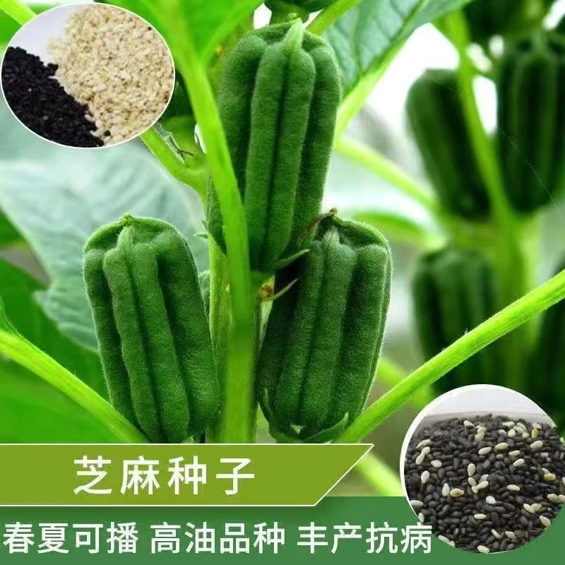 高产黑芝麻种子种籽农家白芝麻四季菜籽春季籽种盆栽蔬菜菜种子