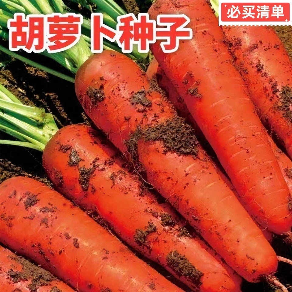 【高产良种】冰糖水果胡萝卜种子甜脆水果青菜萝卜种籽夏秋季种植