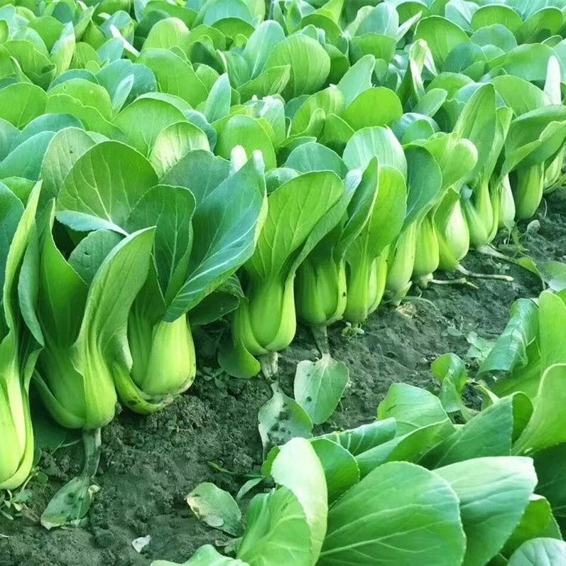 四季上海青种子白菜种籽蔬菜种子青菜小白菜四季易种盆栽蔬菜种子
