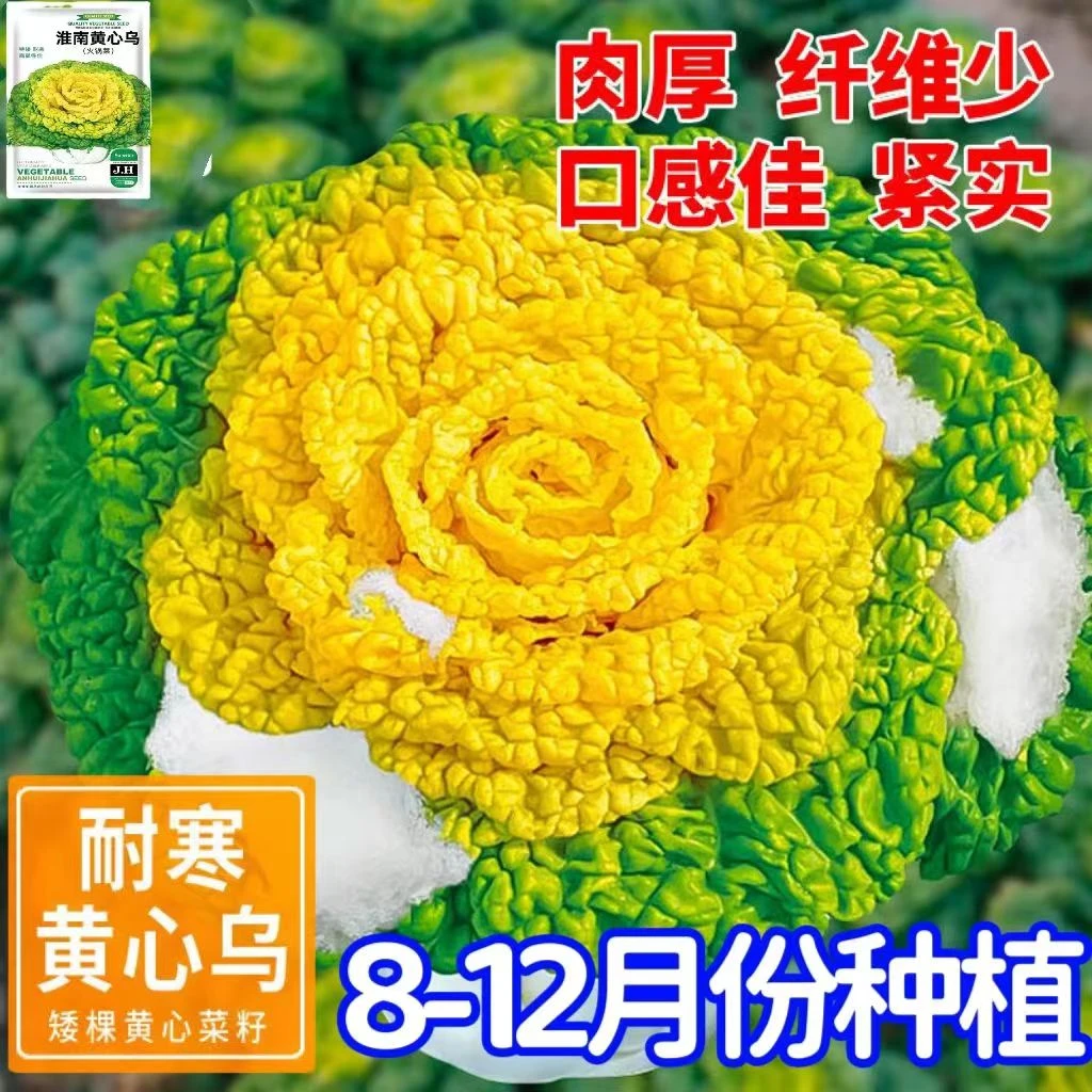 黄心乌塌菜种子耐寒耐湿大田庭院种植菊花心奶油黄心菜蔬菜种子孑
