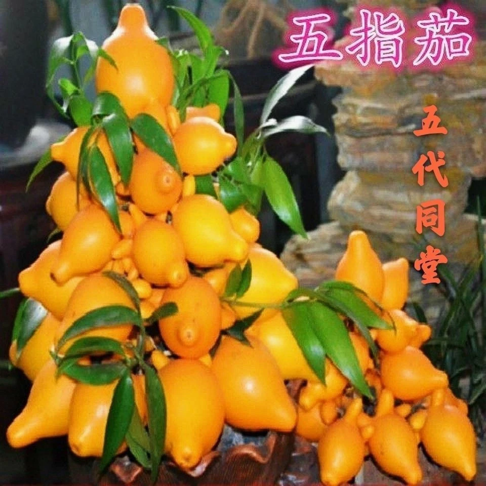 金银茄种子乳茄种子五指茄种籽观赏盆栽五代同堂黄金果春季四季籽