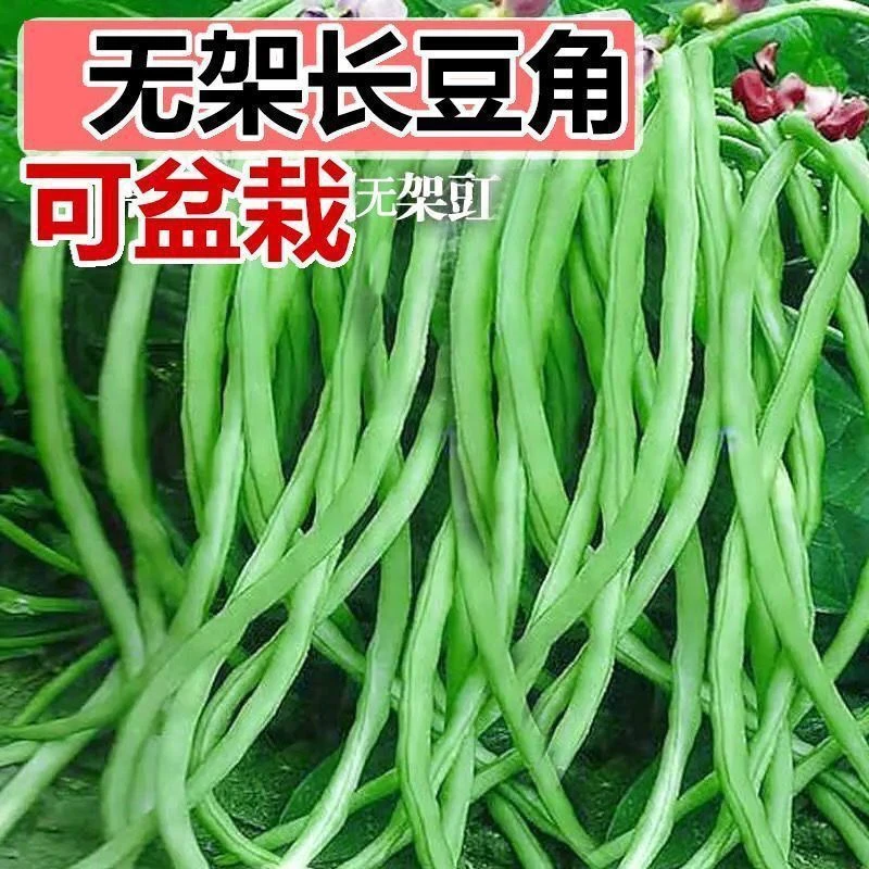【一年只要几块钱】摘不败无架长豆角种不用搭架子长豆角懒人蔬菜种