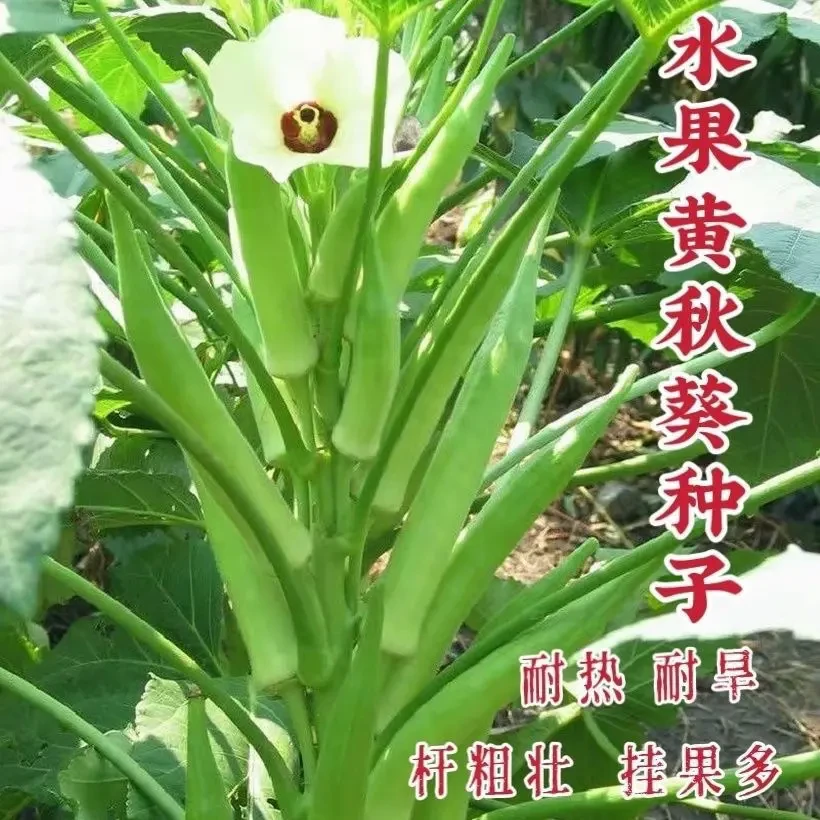 不易老水果秋葵种子可以生吃水果黄色秋葵籽耐热耐旱种植多汁健康