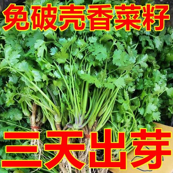 大叶香菜种子耐热耐抽薹芫荽种籽春秋四季农家蔬菜种籽盆栽学种菜