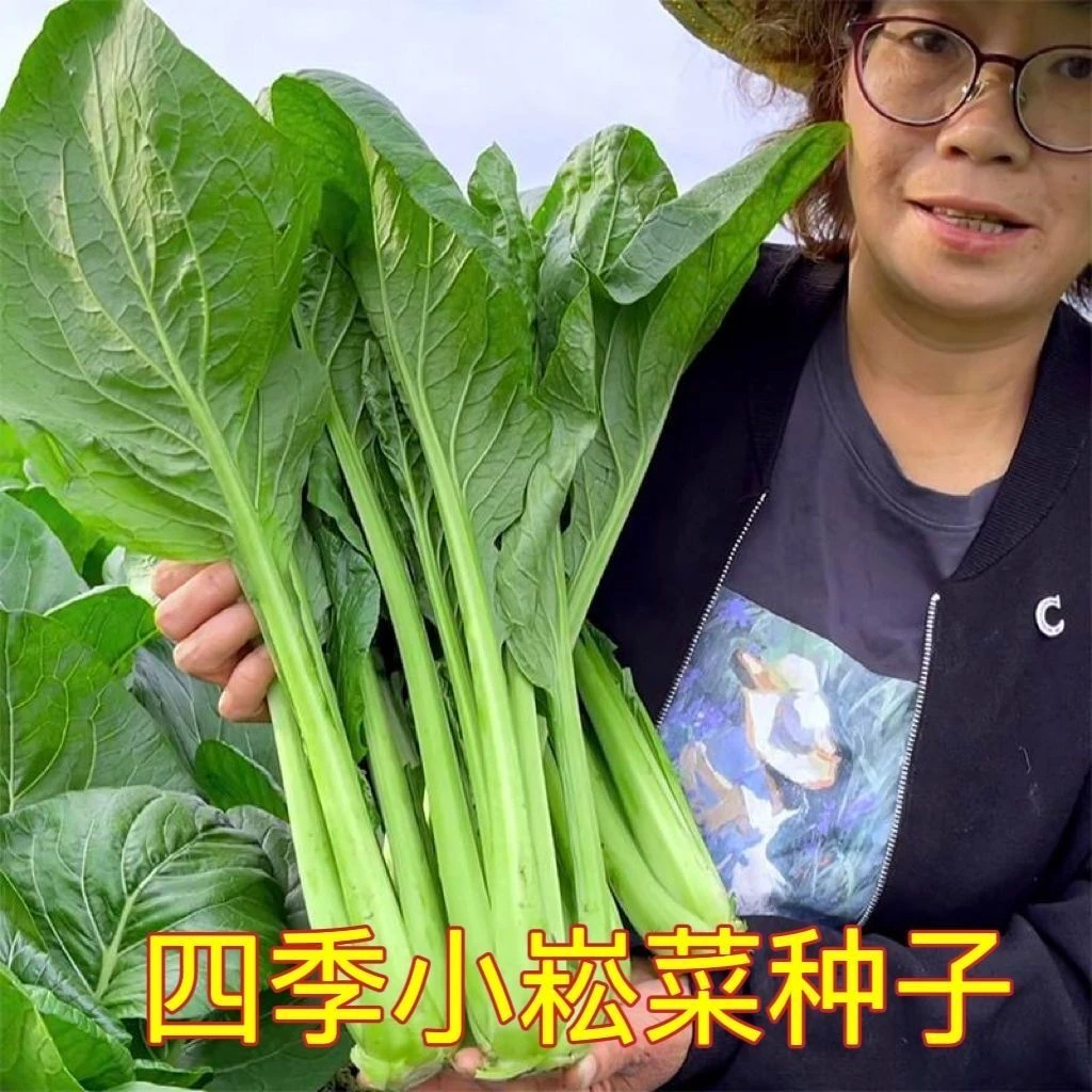 超耐热小松菜种子小菘菜甜脆速生高产青梗菜青松菜阳台蔬菜种子