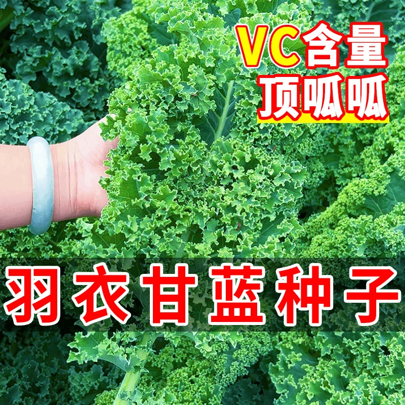 羽衣甘蓝种子高产绿羽衣甘蓝食用观赏耐热耐寒高营养高钙蔬菜阳台