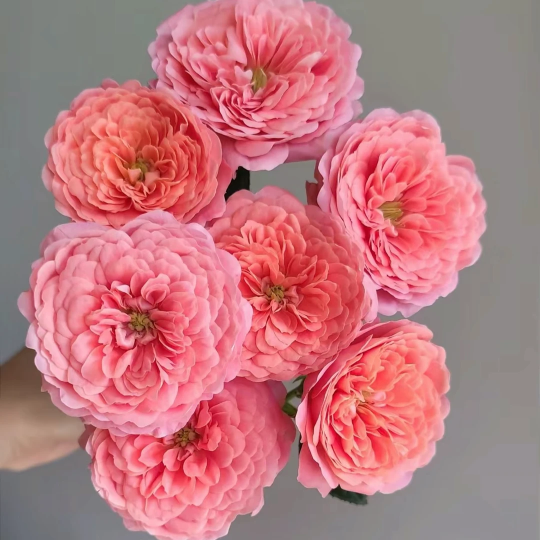 【杏色果汁】多头鲜花云南基地直发