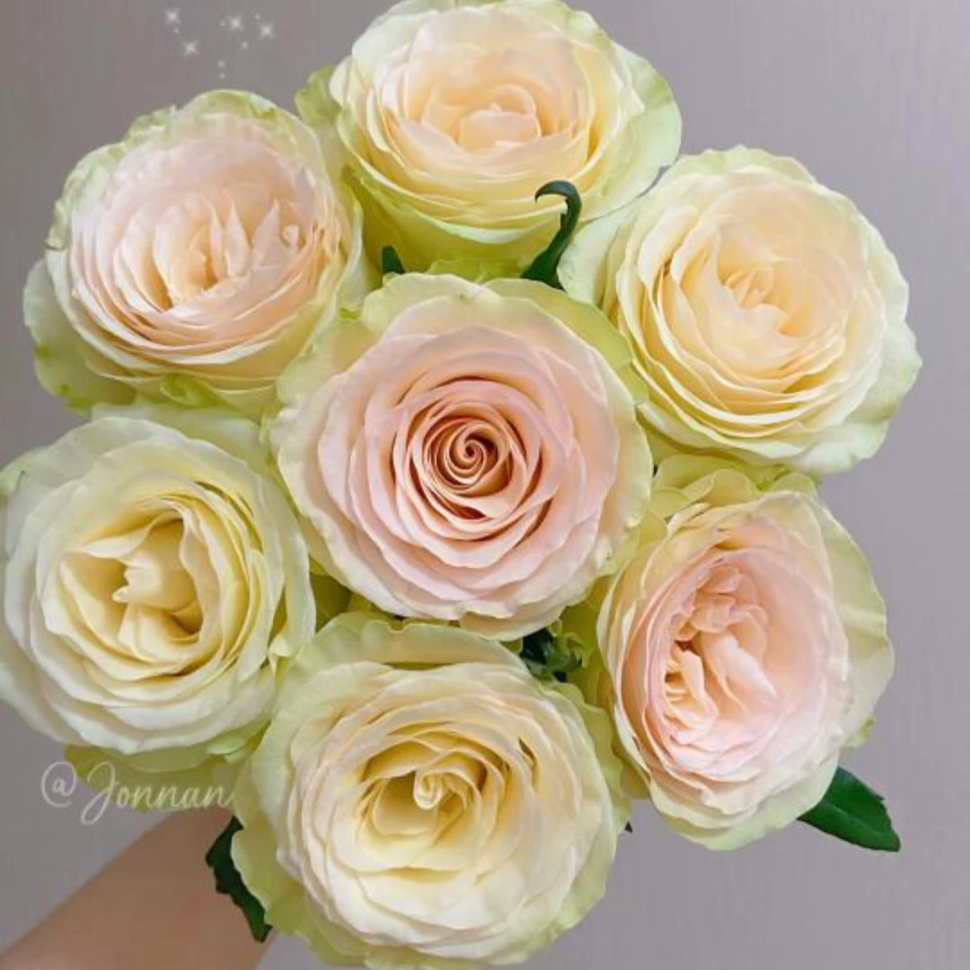 【琉璃翠】单头玫瑰 拍一单发中通 任意链接拍两单升级发顺丰