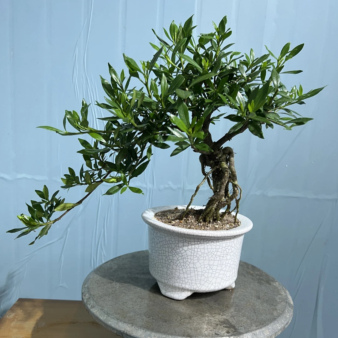 顺丰包邮～栀子花意境盆景（一物一拍，实物以直播间为准）