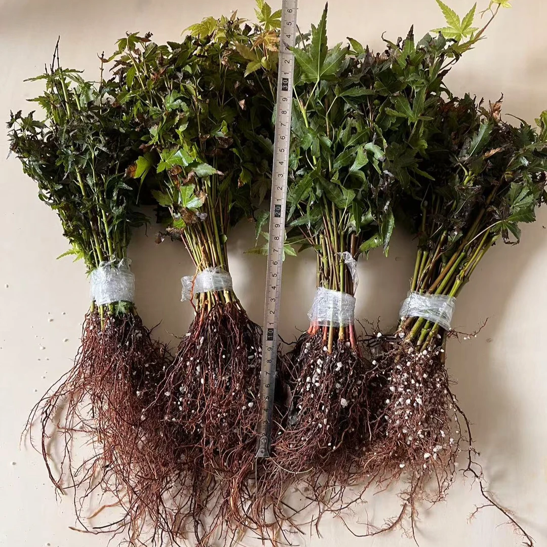 女神裸根小苗原生苗