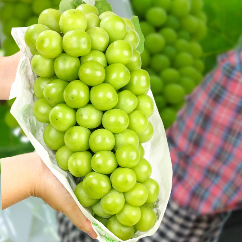 四川西昌阳光玫瑰葡萄净重3/4斤当季新鲜水果顺丰快递